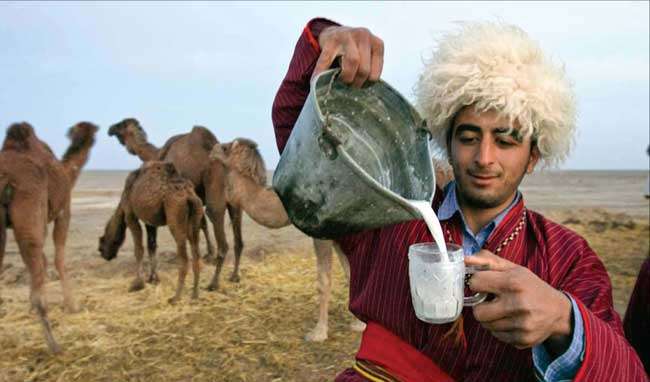 مطالعه میزان ترکیبات عمده شیر شتر در منطقه ترکمن صحرا