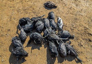 مرگ مشکوک پرندگان این بار در سواحل بندرترکمن / ۲۵۸ لاشه جمع آوری شد