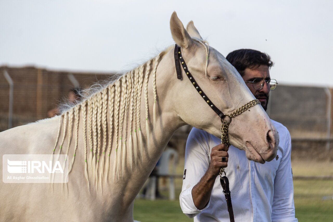 اسب ترکمن